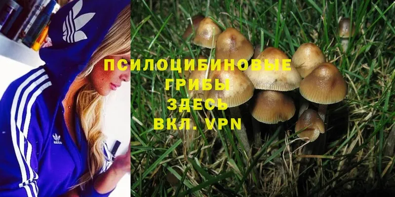 продажа наркотиков  Кузнецк  Галлюциногенные грибы Psilocybine cubensis 